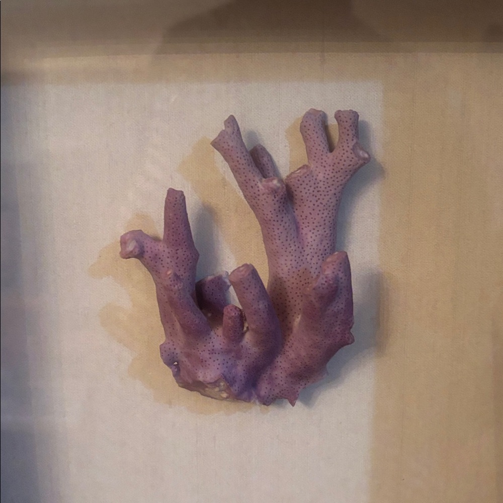 Framed Purple Coral